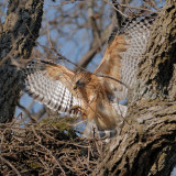Red-shouldered Hawk Building Nest