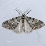 6660 Small Phigalia - Phigalia strigataria