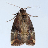 9678  Variegated Midget Moth - Elaphria versicolor