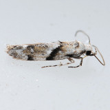1851 Stripe-backed Moth - Arogalea cristifasciella