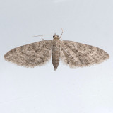 7543  Larch Pug - Eupithecia annulata