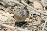 Lincolns Sparrow