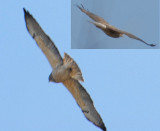 Swainsons Hawk