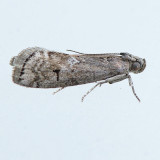 5926  Elm Leaftier Moth  Canarsia ulmiarrosorella