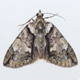 7238 Hydriomena bistriolata