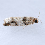 3277 Rhopobota dietziana
