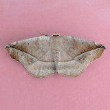 6966 Curved-toothed Geometer - Eutrapela clemataria