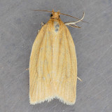 3684 Clemens Clepsis - Clepsis clemensiana