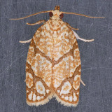 3623 Oak Leafroller - Argyrotaenia quercifoliana