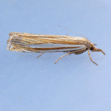 5378 Eastern Grass-veneer - Crambus laqueatellus