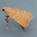 5538 Parachma Moth - Parachma ochracealis
