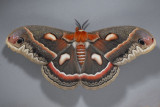7767  Cecropia Moth – Hyalophora cecropia