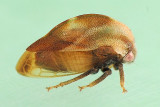 Cyrtolobus species
