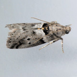 5774 Salebriaria annulosella