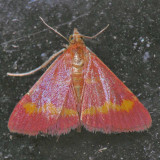 5053 Pyrausta pseuderosnealis