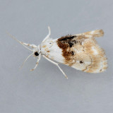 4885 Exposed Lipocosma - Lipocosma septa
