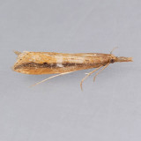 5316 Donacaula melinella