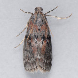 5796  Locust Leafroller  - Sciota subcaesiella