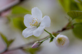 Ulsan, South Korea cherry blossoms 4