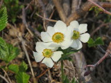 Wildflower along Wolverine Peak Trail