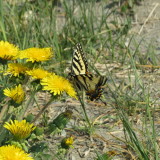 Canadian Tiger Swallowtail
