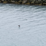 Pigeon Guillemot