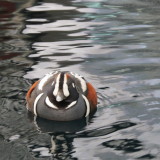 Harlequin Duck