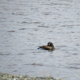 Long-tailed Duck