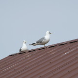 Mew Gulls