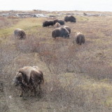 Muskox