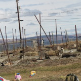 Iditarod Sled Dogs