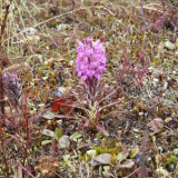 Betony (Pedicularis sp.)