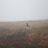 Willow Ptarmigan