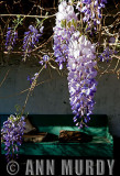 Wisteria and Bench