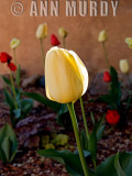 Tulips Against Adobe
