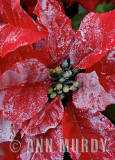 Poinsettia