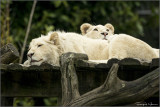 White lions