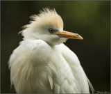 Hron Garde-boeufs / Cattle egret