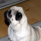 mops2.jpg