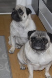 mops7.jpg