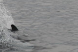 delfin, samma art?