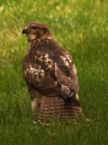 Juvenile Red-tailed Hawk