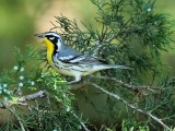 Yellow-throated Warbler