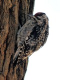 Yellow-bellied Sapsucker