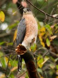 Coopers Hawk