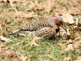 Northern Yellow-shafted Flicker - Male
