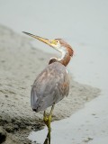 Tri-colored Heron