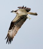 Osprey Fly-by