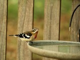 Rose Breasted Grosbeak