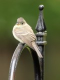 Eastern Wood-Pewee